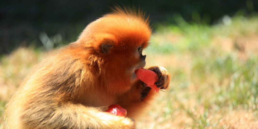 Animais passam verão no no Zoológico Florestal em Dalian