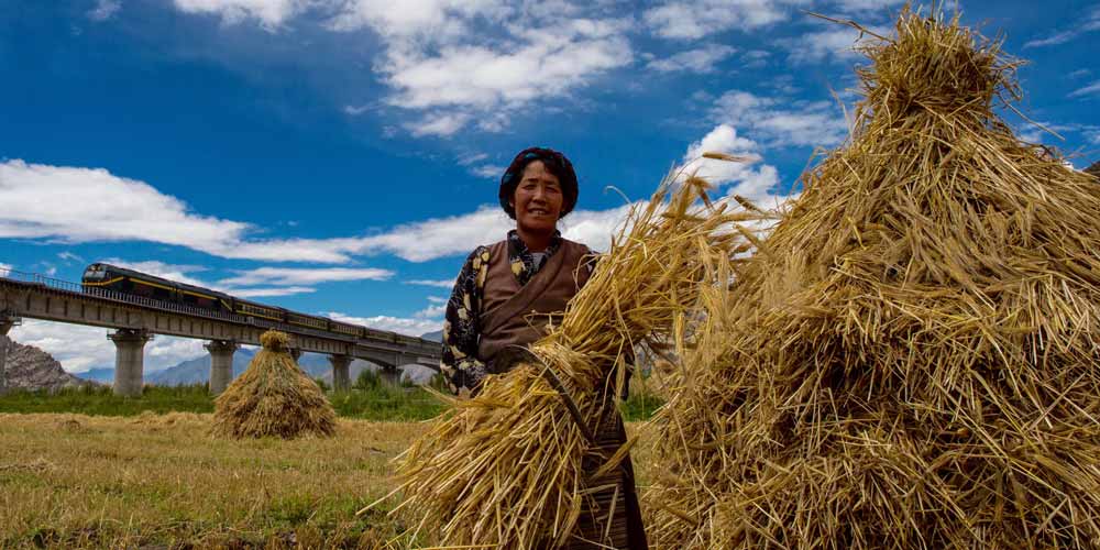 Época de colheita em Lhasa