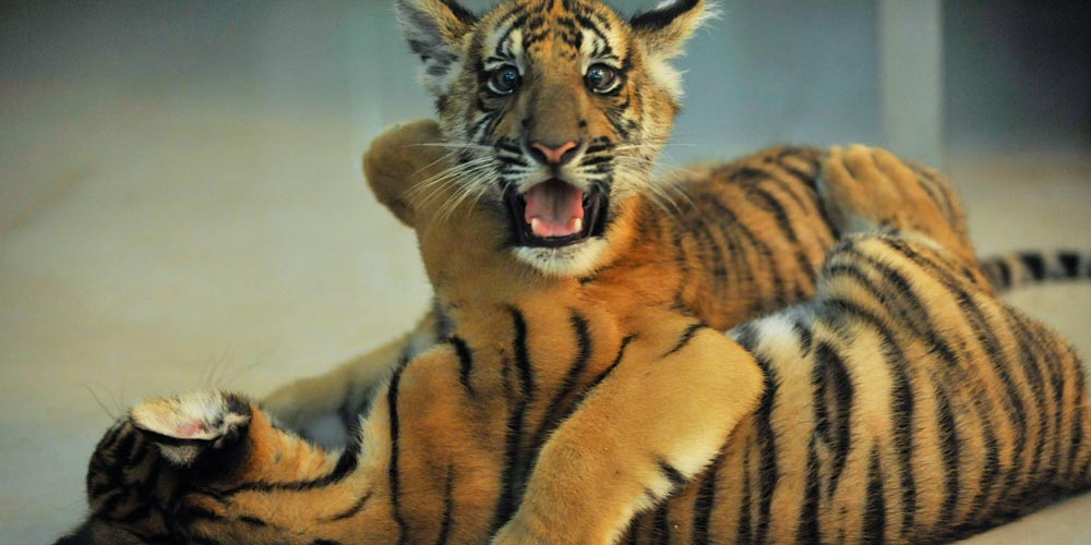 Dois gémeos recém-nascidos de tigre-do-sul-da-China passam o período de observação seguramente