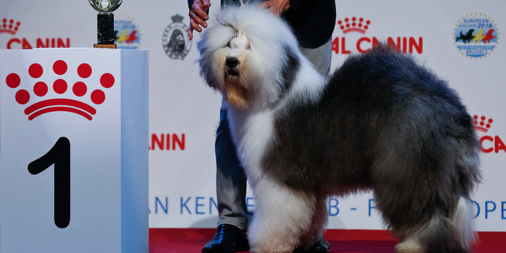 Exposição Europeia Canina de 2016 em Bruxelas