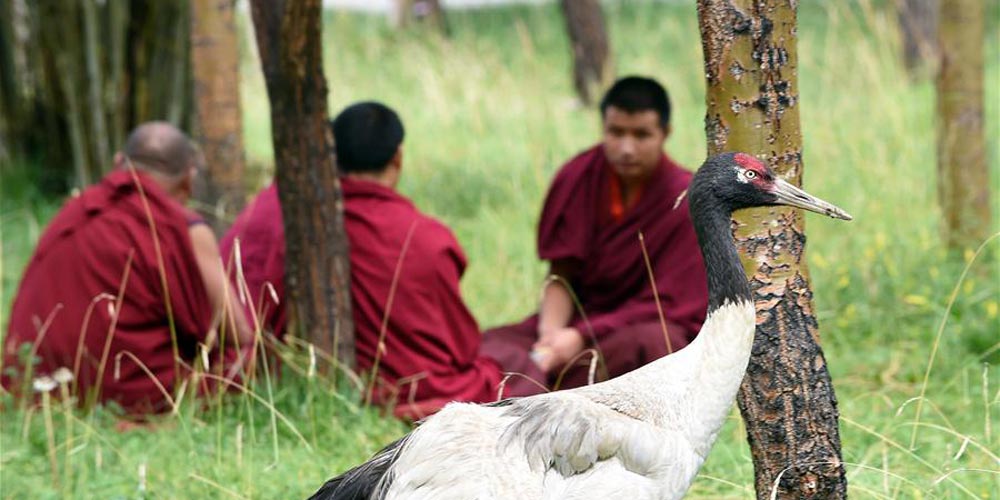 Aves típicas em Xigaze do Tibete