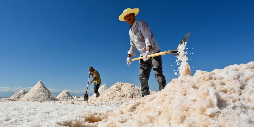 Trabalhadores colhem sal no noroeste da China