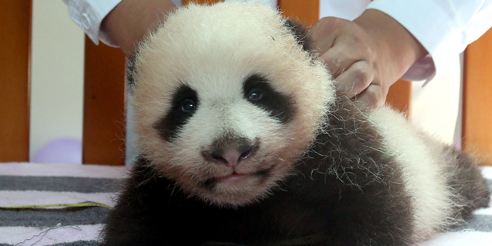 Panda gigante de dois meses de idade recebe o nome de Amendoim