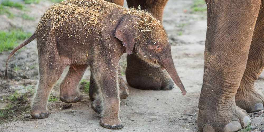Jardim zoológico australiano acolhe filhote de elefante recém-nascido