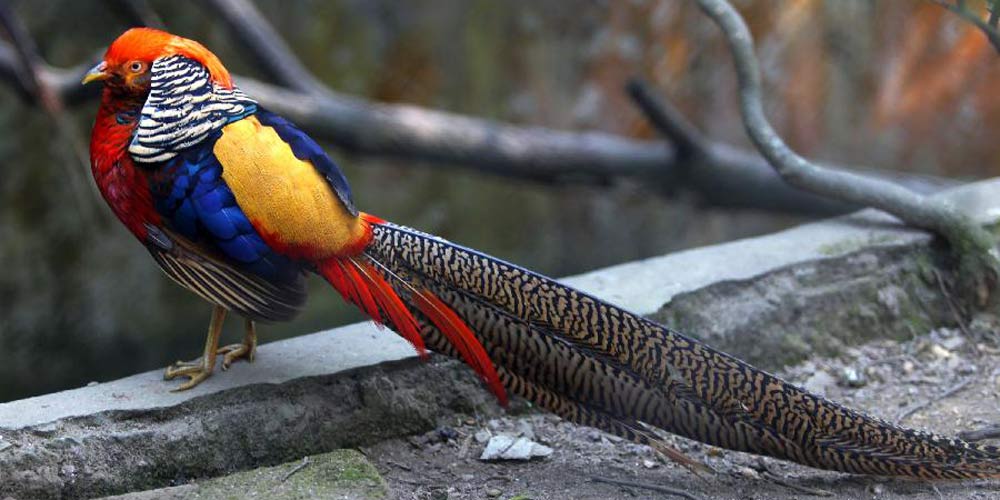 Imagens de animais no Jardim Zoológico Central em Lalitpur do Nepal