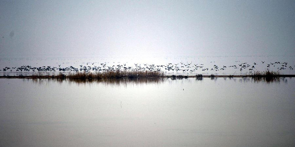 Pássaros migratórios no delta do rio Amarelo em Dongying da província de Shandong