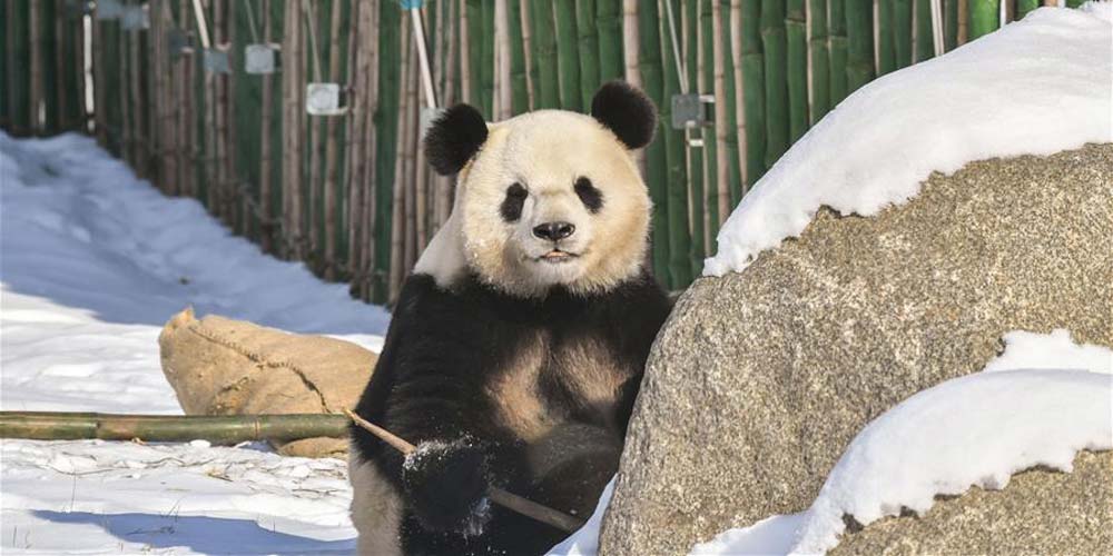 Pandas passam seu primeiro inverno no nordeste da China
