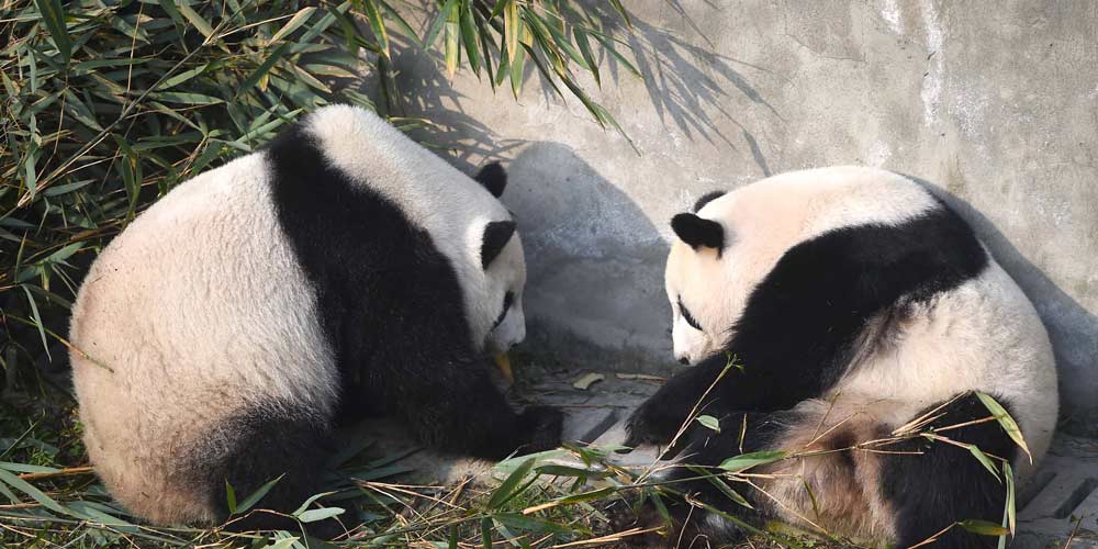 Pandas gigantes voltam dos EUA e se adaptam à vida na China