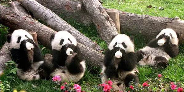 Filhotes de panda aprendem a usar mamadeira para beber leite