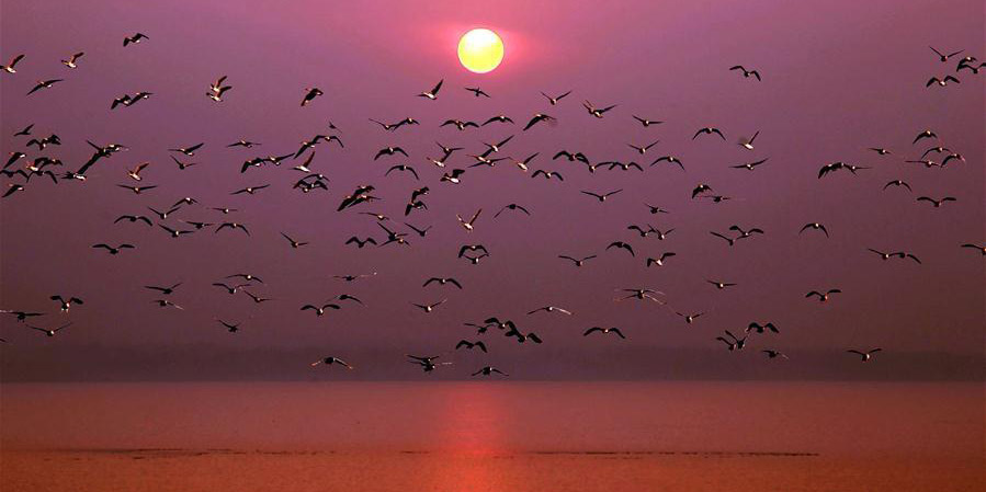 Aves migratórias chegam ao Reservatório de Dongwushi em busca de temperatura mais amena
