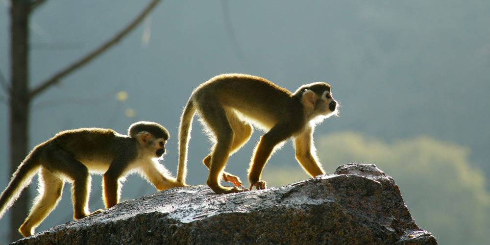 Macacos-esquilo brincam no zoológico em Guiyang