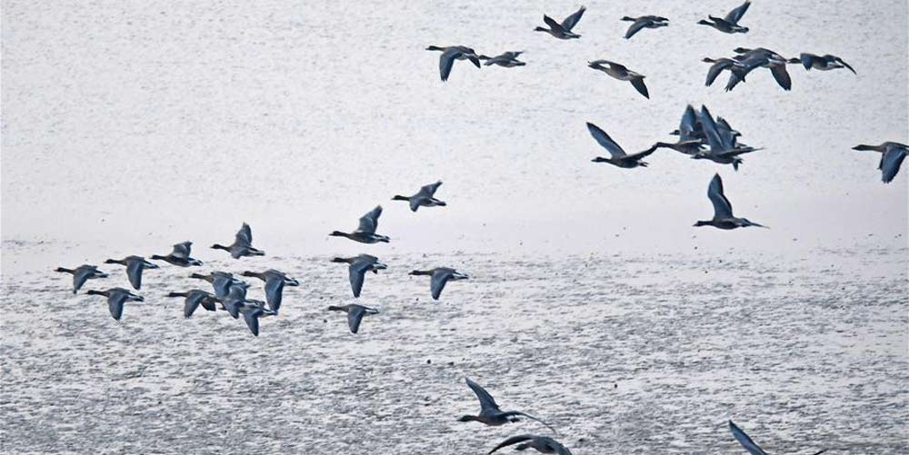 Aves migratórias chegam à reserva natural do lago Poyang