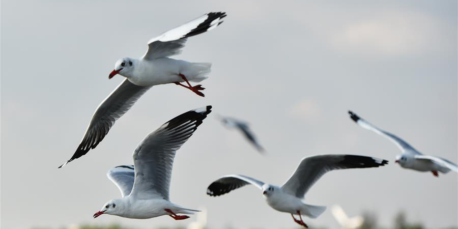 Bando de gaivotas-de-cabeça castanha às costas do Golfo da Tailândia