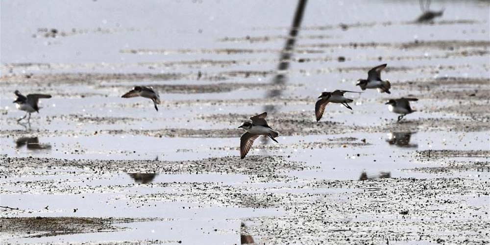 Aves migratórias chegam em Hainan para passar o inverno