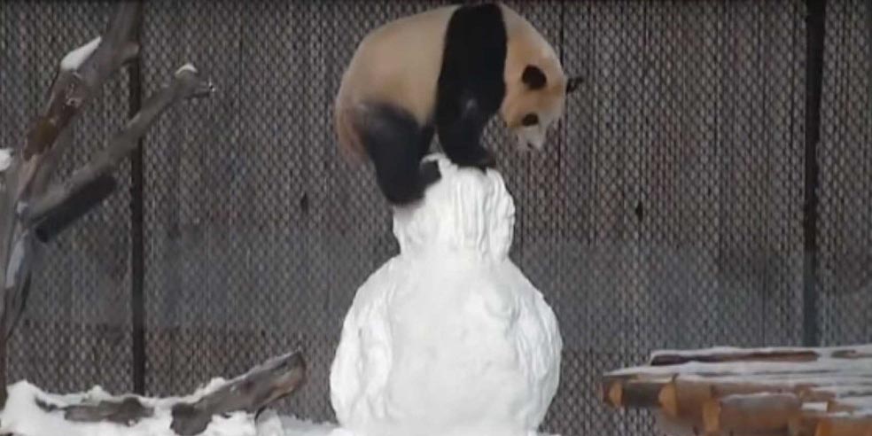 Panda brinca com boneco de neve em zoológico de Toronto