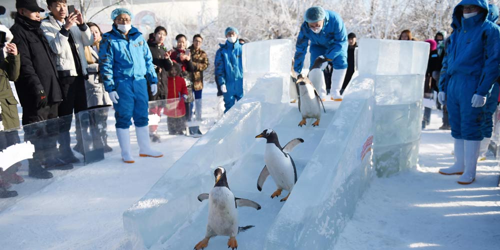 Pinguins se divertem com escorregador de gelo no nordeste da China