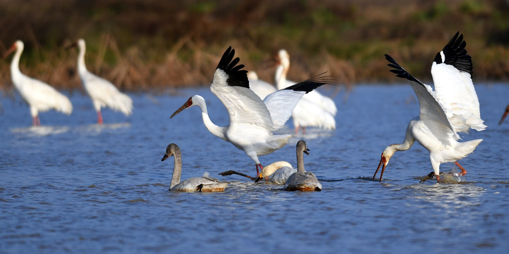 Aves migratórias no lago Poyang no leste da China