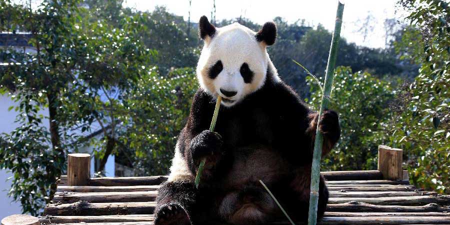 Vida de lazer do panda gigante no Parque de Pandas de Xiuning no leste da China
