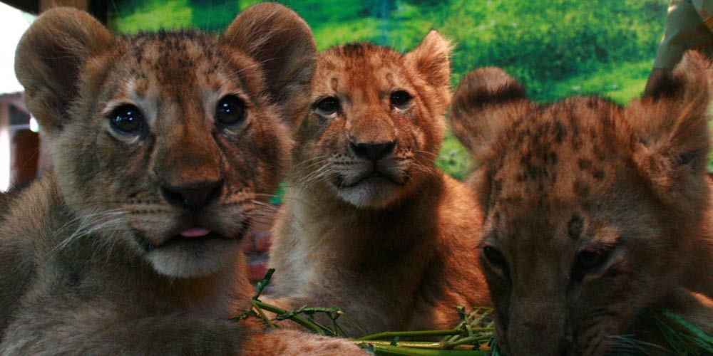Zoológico da Indonésia exibe três filhotes de leão africano recém-nascidos