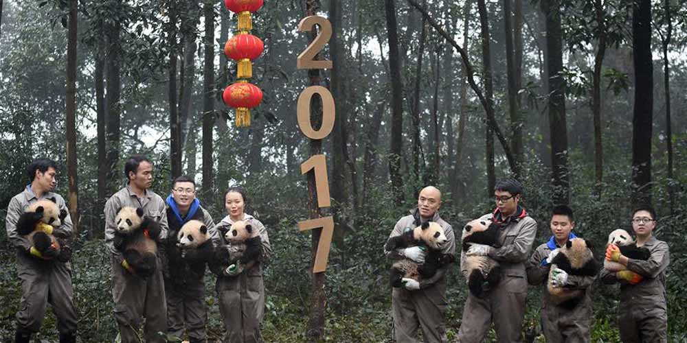 Filhotes de panda posam para o Ano Novo Chinês