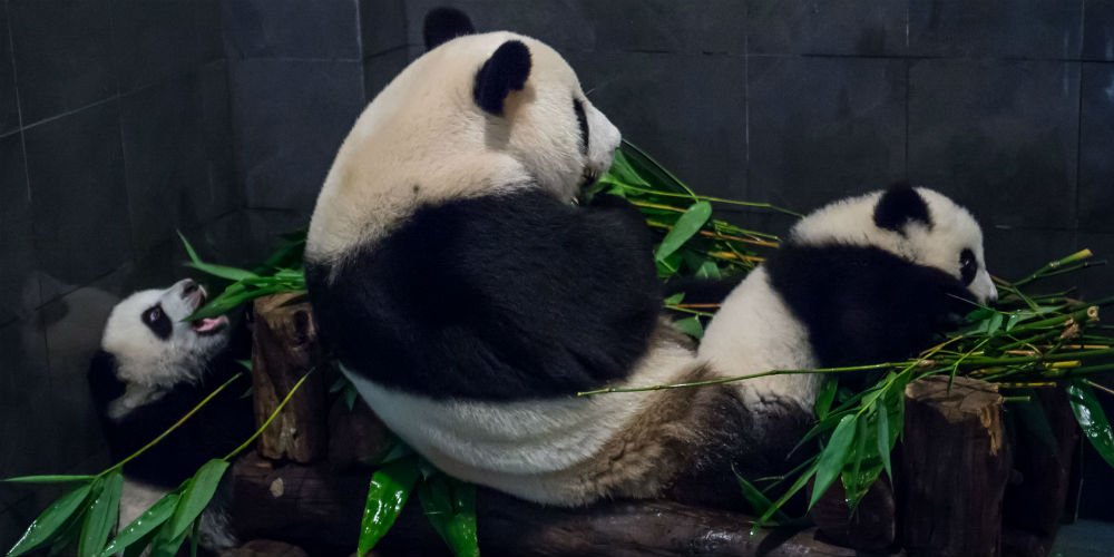 Família de pandas-gigantes se encontrará com o público em Macau durante Festival da Primavera