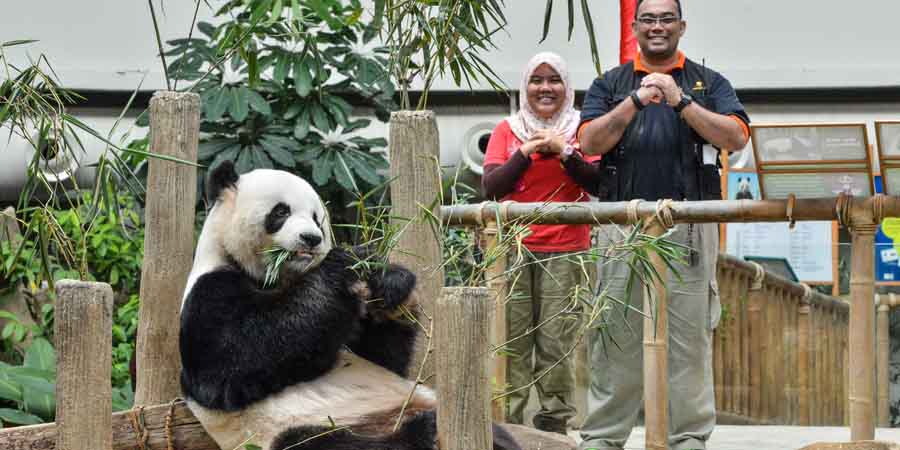 Pandas-gigantes que vivem no exterior felicitam ano novo chinês