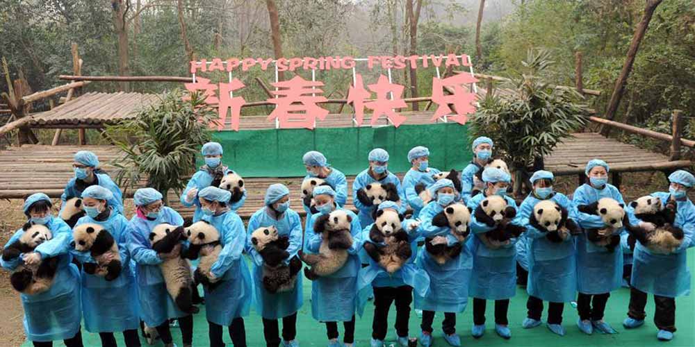 Vinte e três filhotes de panda enviam saudações para o Ano Novo Chinês