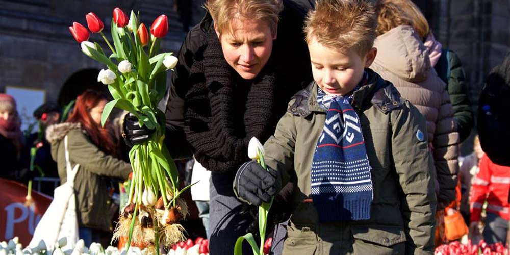 Dia Nacional Holandês da Tulipa é realizado em Amsterdã