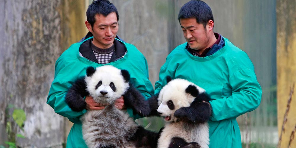 Filhotes gêmeos de panda-gigante encontram-se com o público em Chongqing