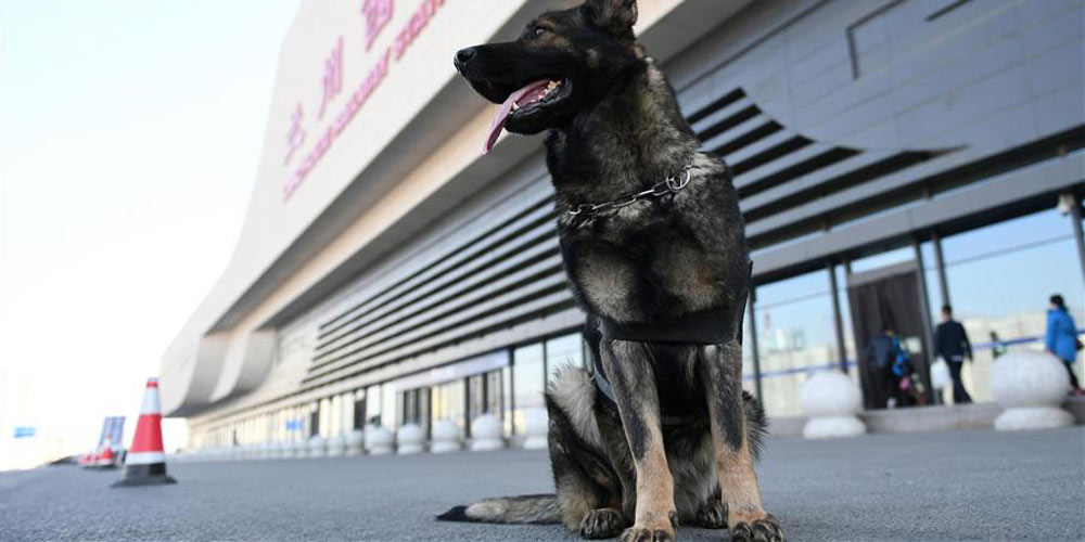 Cães policiais em serviço durante a corrida de viagens do Festival da Primavera