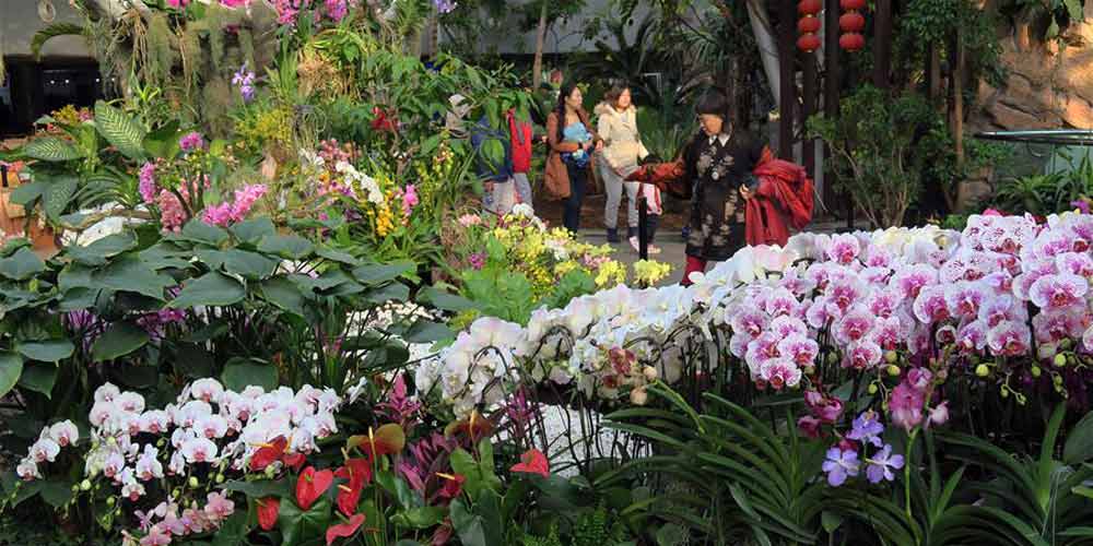 Exposição de orquídeas no Jardim Botânico de Beijing