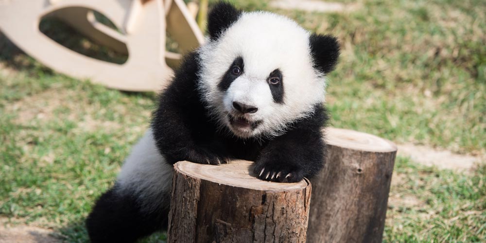 Filhotes de pandas gêmeos de Macau celebram Ano-Novo Lunar