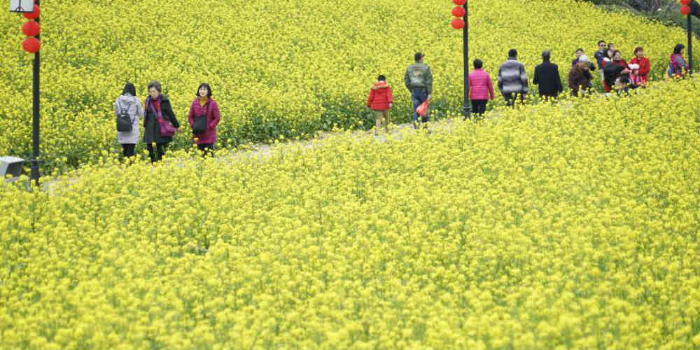 Flores da canola começam a florescer em Fuzhou