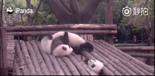 Panda fica com a cabeça presa e rouba a cena