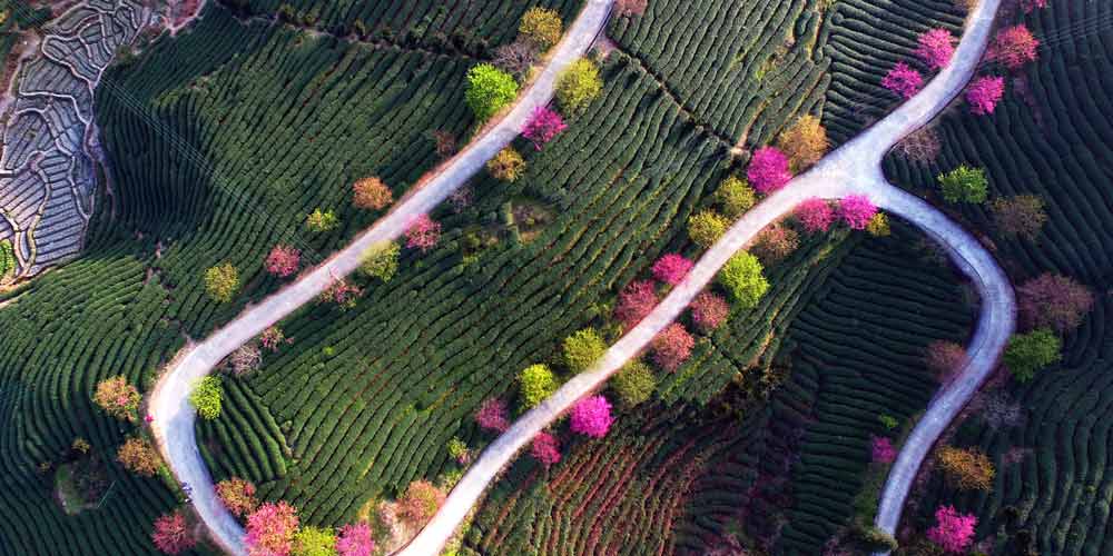 Paisagem de flores de cerejeira e plantação de chá no sudeste da China