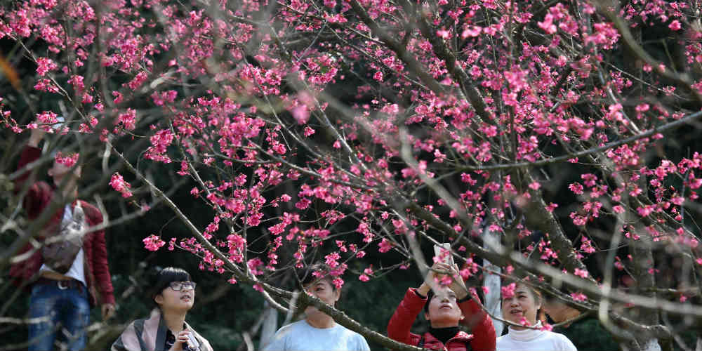 Turistas apreciam flores de cerejeira em Naning, no sul da China