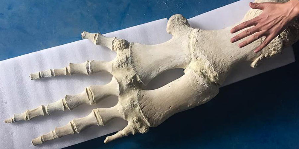 Baleia cachalote encontrada morta é empalhada e se transforma em objeto de exposição em Yangkou, leste da China