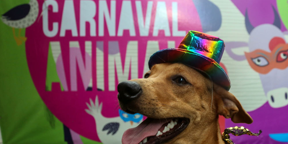 Concurso de fantasias de Carnaval em São Paulo