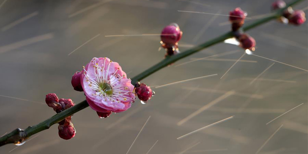 Flores de ameixa florescem sob a chuva em Jiangsu