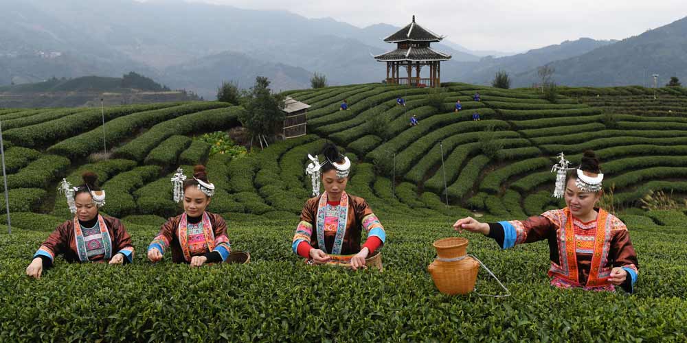 Aldeãs realizam colheita de chá em área de 11.000 hectares no sul da China