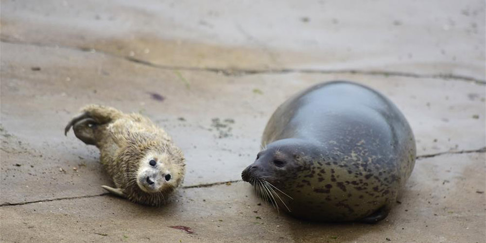 Filhotes de foca são apresentados ao público em Yantai
