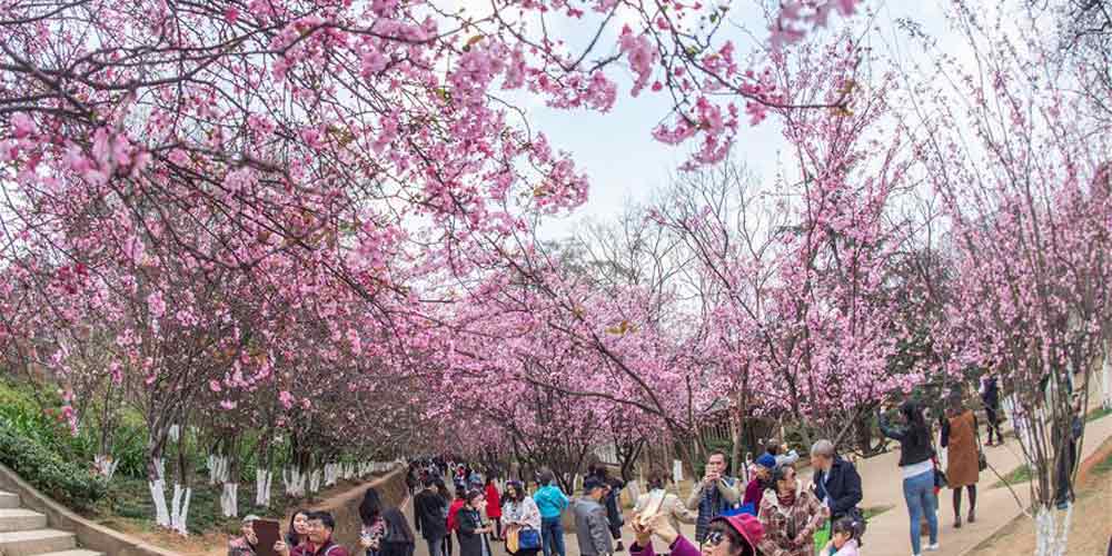 Flores de cerejeira em Kunming, no sudoeste da China
