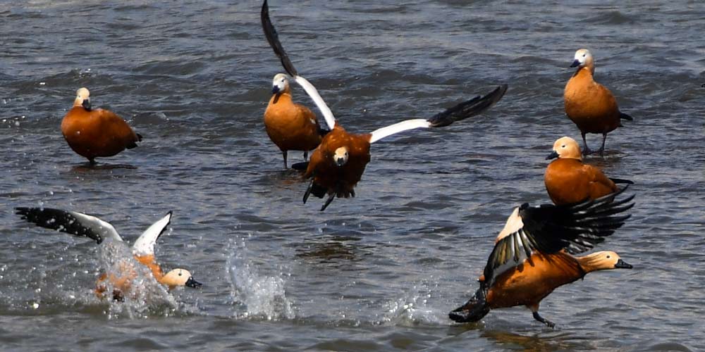 Vida das aves aquáticas no rio Songhua no nordeste da China