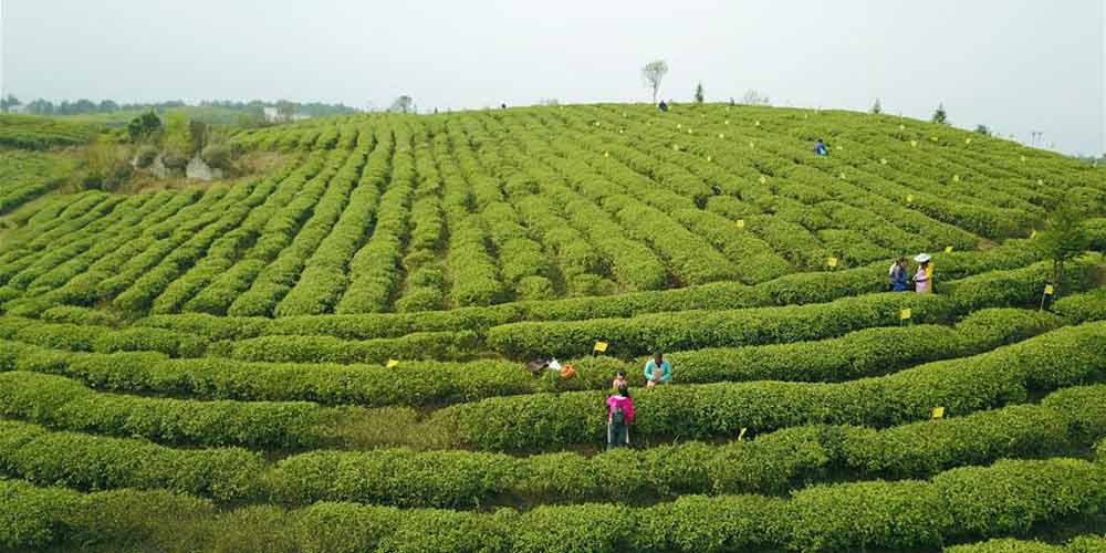 Temporada de colheita do chá da primavera começa no sudoeste da China