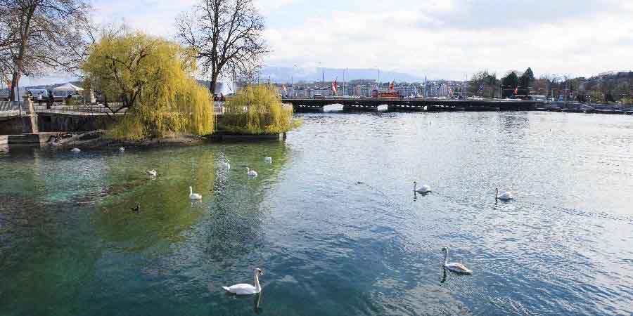 Cisnes em Genebra, Suíça