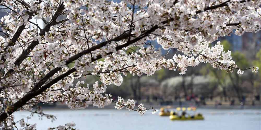 Turistas apreciam flores de cerejeira no Parque Yuyuantan em Beijing