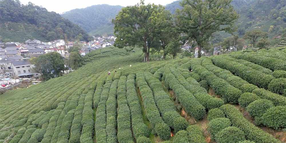 Começa a temporada de colheita do chá Longjing do Lago Oeste em Hangzhou