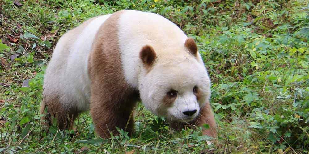 Único panda marrom do mundo se diverte com a chegada da primavera