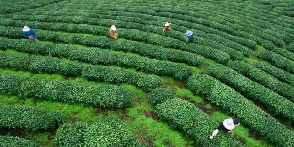 Agricultores colhem chá antes do Festival Qingming no sudeste da China