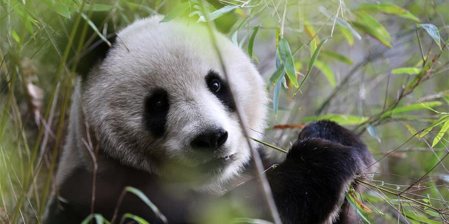 Pandas gigantes selvagens no noroeste da China